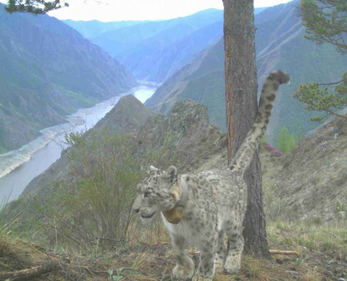 Фото предоставлено Саяно-Шушенским заповедником