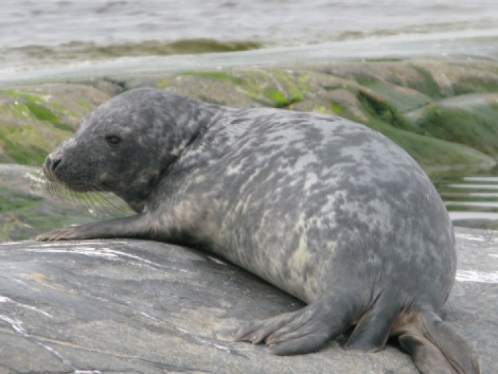 A seal resting on Maly Sommers Island