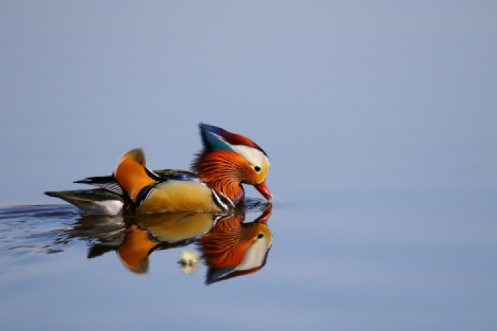 "Mandarin Duck". Photo: Pavel Petrushin, the finalist of the II RGS photo contest "The Most Beautiful Country"