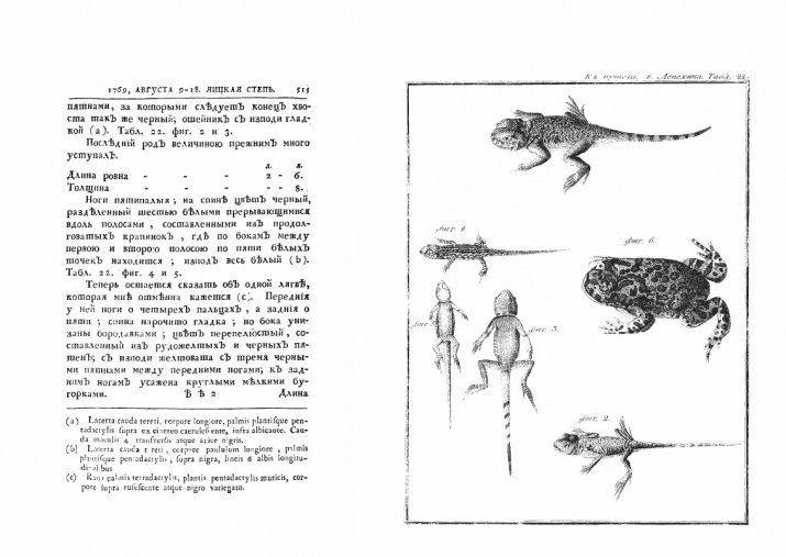 Составленное И.И. Лепёхиным описание земноводных и пресмыкающихся Яицкой степи