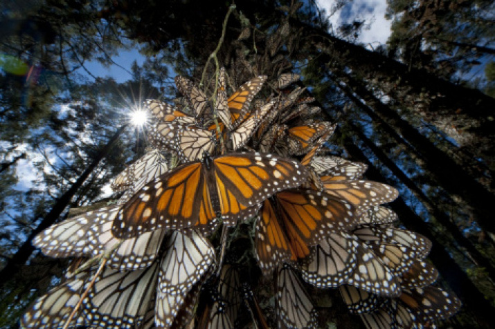 Photo: nationalgeographic.org/Joel Sartore