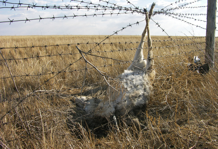 Погибший дзерен. Фото: Вадим Кирилюк. Из личного архива