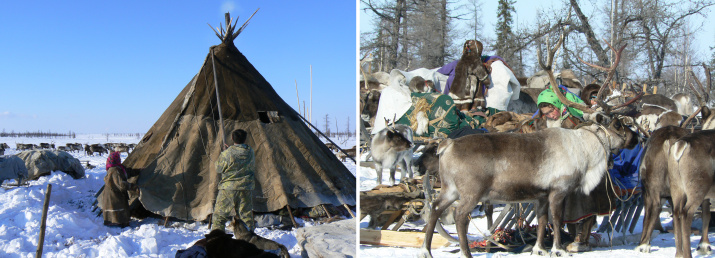 Жизнь оленеводов Ямала. Фото И. Кузнецов. 2011 г.