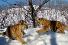 Фото со страницы национального парка "Земля леопарда" в Вконтакте (vk.com/leopard_land)