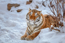 Фото со страницы facebook.com/amurtigercenter/