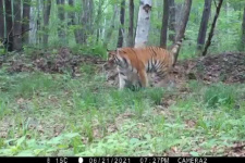 Тигриная гримаса с научным названием попала на видео в Приморье