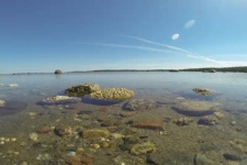 "Speaking with beluga whales" trailer