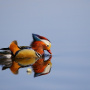 "Mandarin Duck". Photo: Pavel Petrushin, the finalist of the II RGS photo contest "The Most Beautiful Country"